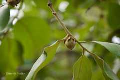 Diospyros melanoxylon